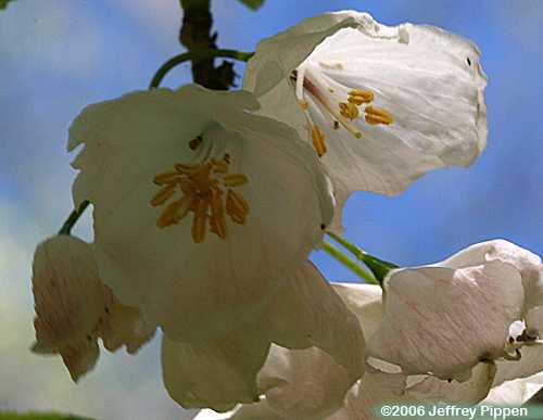 Mountain Silverbell (Halesia tetraptera)