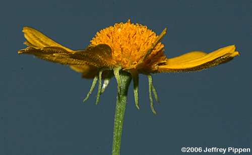 Fine-leaved Sneezeweed, Yellowdicks, Bitterweed (Helenium amarum var. amarum)