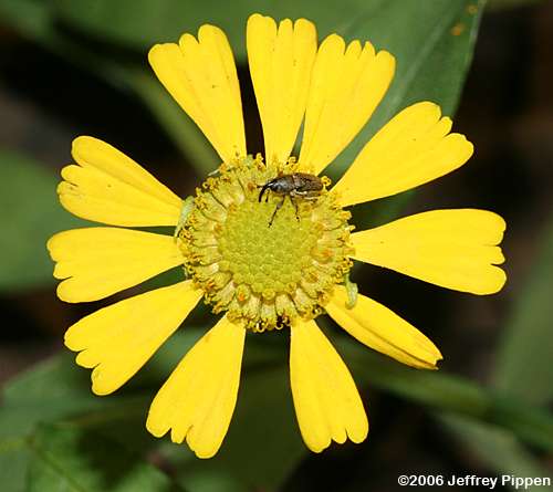 Common Sneezeweed, Autumn Sneezeweed (Helenium autumnale)