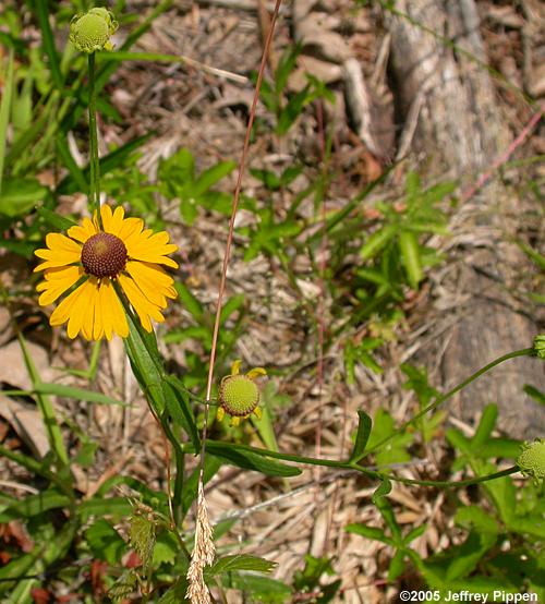 Purplehead Sneezeweed (Helenium flexuosum)