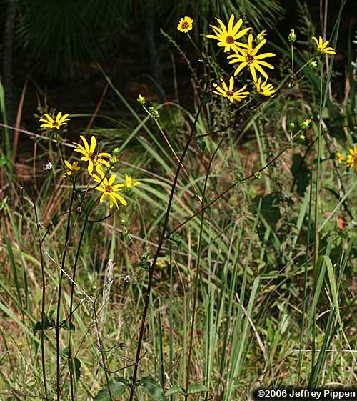 Purpledisk Sunflower, Appalachian Sunflower (Helianthus atrorubens)