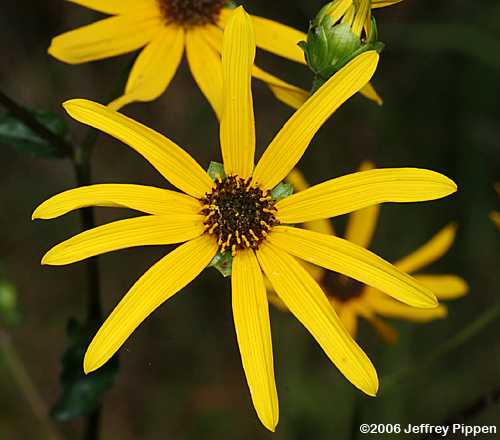 Purpledisk Sunflower, Appalachian Sunflower (Helianthus atrorubens)