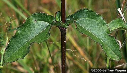 Purpledisk Sunflower, Appalachian Sunflower (Helianthus atrorubens)