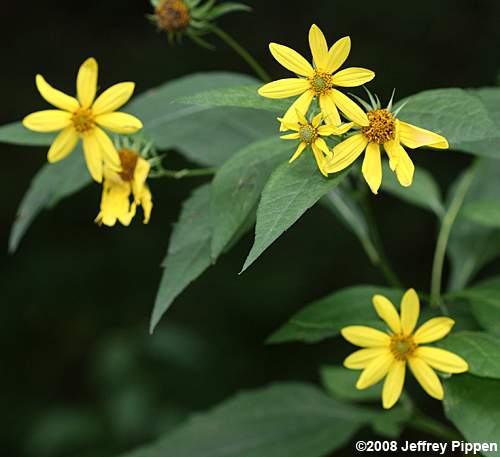 Thinleaf Sunflower, Ten-petaled Sunflower (Helianthus decapetalus)