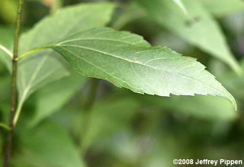 Thinleaf Sunflower, Ten-petaled Sunflower (Helianthus decapetalus)