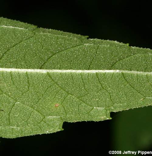 Thinleaf Sunflower, Ten-petaled Sunflower (Helianthus decapetalus)