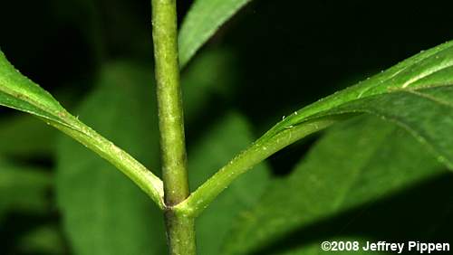 Thinleaf Sunflower, Ten-petaled Sunflower (Helianthus decapetalus)
