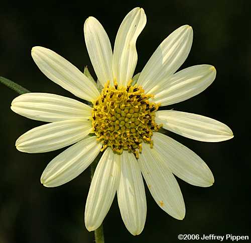 Giant Sunflower, Swamp Sunflower, Tuberous Sunflower (Helianthus giganteus)