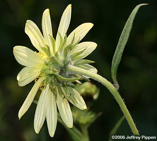 Giant Sunflower, Swamp Sunflower, Tuberous Sunflower (Helianthus giganteus)