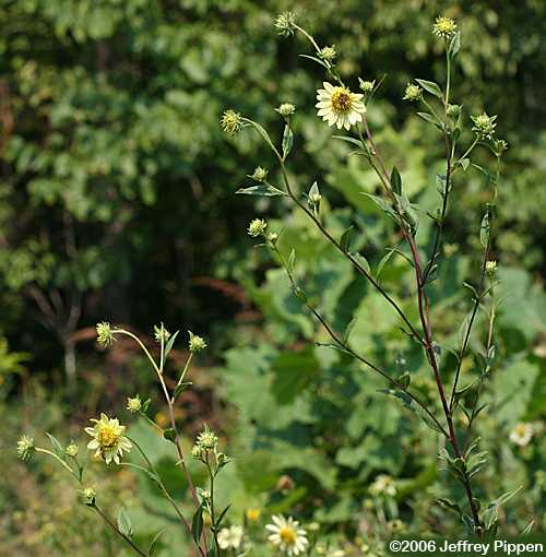 Giant Sunflower, Swamp Sunflower, Tuberous Sunflower (Helianthus giganteus)