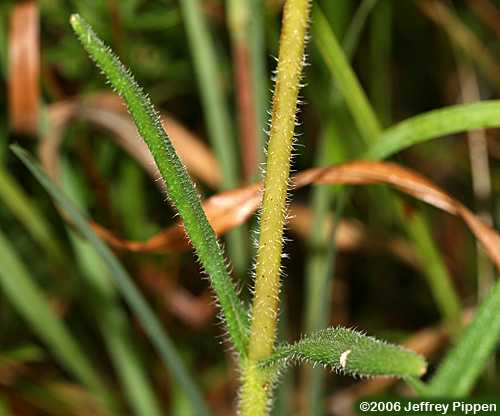 Variableleaf Sunflower, Savannah Sunflower (Helianthus heterophyllus)