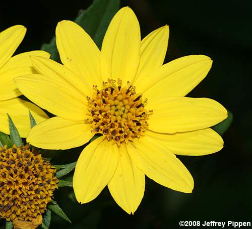 Jerusalem Artichoke (Helianthus tuberosus)