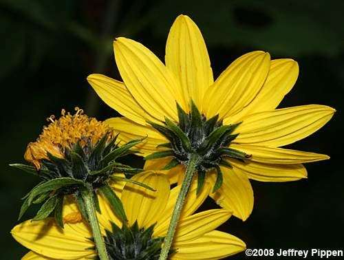 Jerusalem Artichoke (Helianthus tuberosus)
