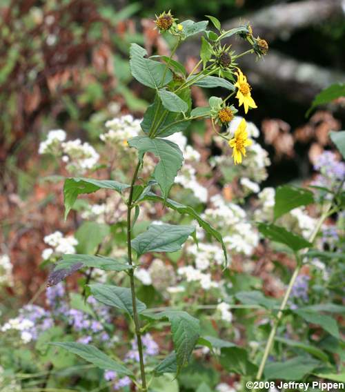 Jerusalem Artichoke (Helianthus tuberosus)