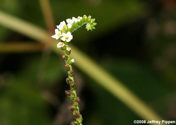 Scorpion Tail (Heliotropium angiospermum)