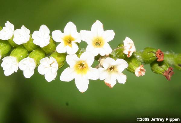 Scorpion Tail (Heliotropium angiospermum)