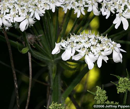 Cowparsnip (Heracleum maximum)
