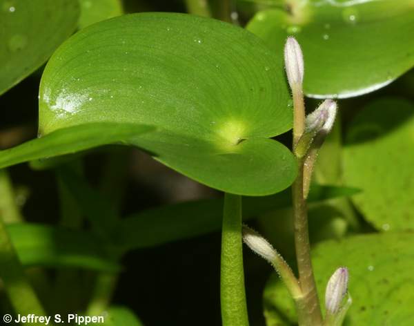 Bouquet Mudplantain (Heteranthera multiflora)