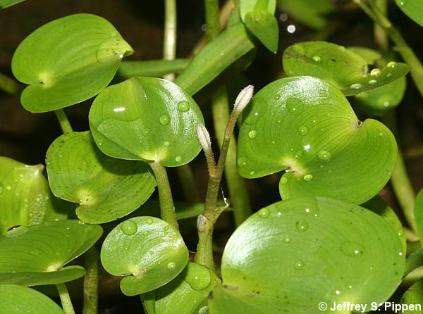 Bouquet Mudplantain (Heteranthera multiflora)