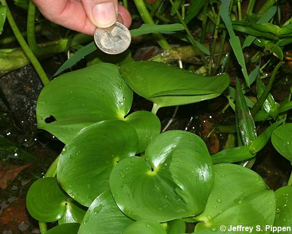 Bouquet Mudplantain (Heteranthera multiflora)
