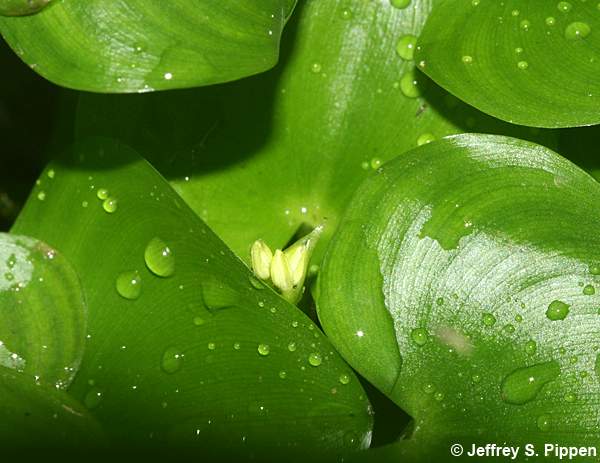 Kidneyleaf Mudplantain (Heteranthera reniformis)