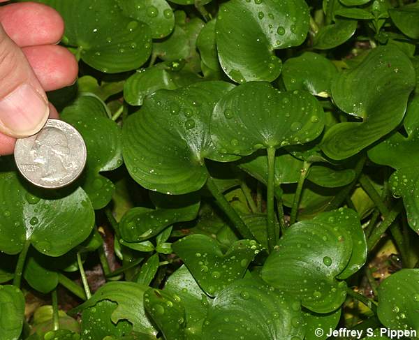 Kidneyleaf Mudplantain (Heteranthera reniformis)