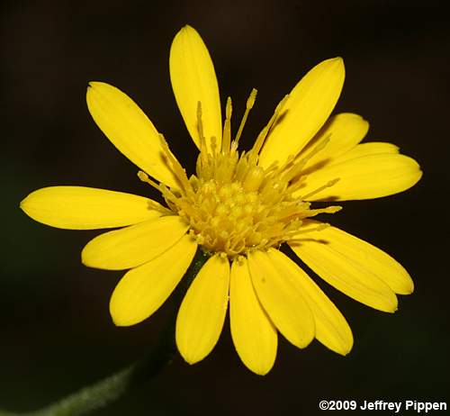 Maryland Golden-aster (Chrysopsis mariana, Heterotheca mariana)
