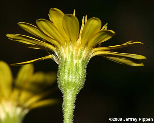 Maryland Golden-aster (Chrysopsis mariana, Heterotheca mariana)