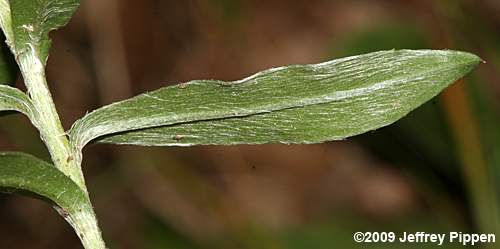 Maryland Golden-aster (Chrysopsis mariana, Heterotheca mariana)
