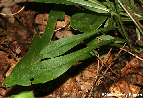 Maryland Golden-aster (Chrysopsis mariana, Heterotheca mariana)