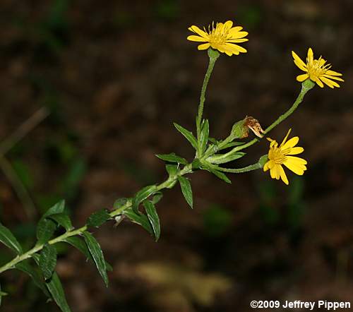 Maryland Golden-aster (Chrysopsis mariana, Heterotheca mariana)