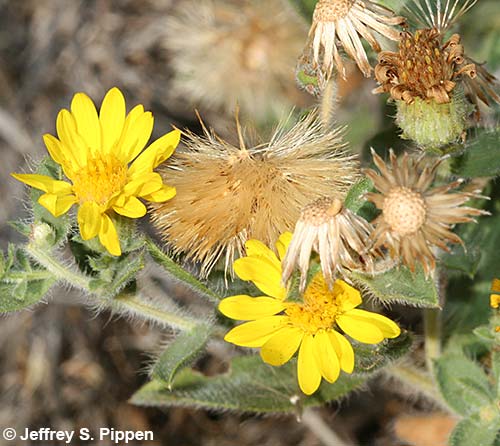 Hairy False Goldenaster, Hairy Golden Aster (Heterotheca villosa)