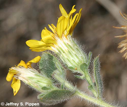 Hairy False Goldenaster, Hairy Golden Aster (Heterotheca villosa)