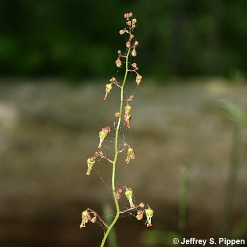 American Alumroot (Heuchera americana)