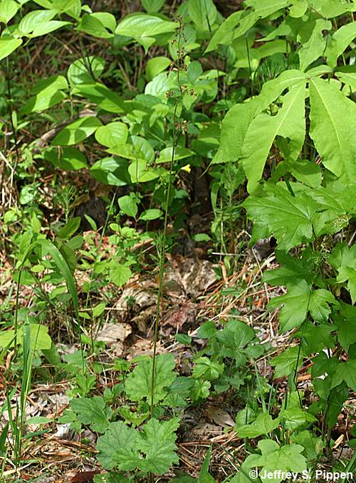 American Alumroot (Heuchera americana)
