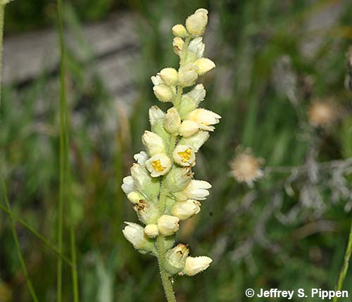 Roundleaf Alumroot (Heuchera cylindrica)