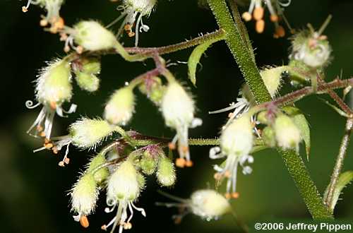 Hairy Alumroot (Heuchera villosa)