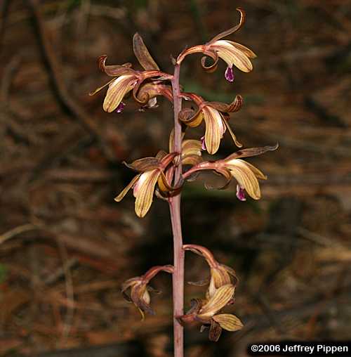 Spiked Crested Coralroot (Hexalectris spicata)