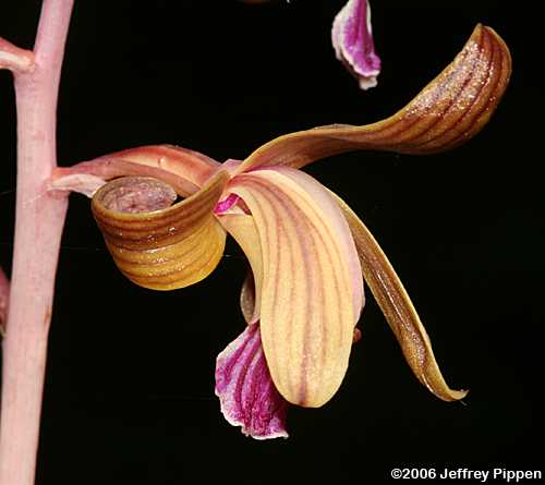Spiked Crested Coralroot (Hexalectris spicata)