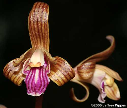 Spiked Crested Coralroot (Hexalectris spicata)