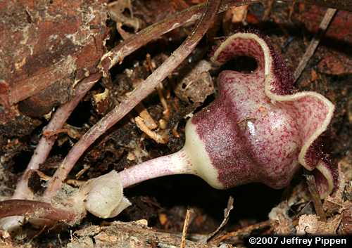Sandhills Heartleaf (Hexastylis sorriei)