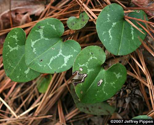 Sandhills Heartleaf (Hexastylis sorriei)