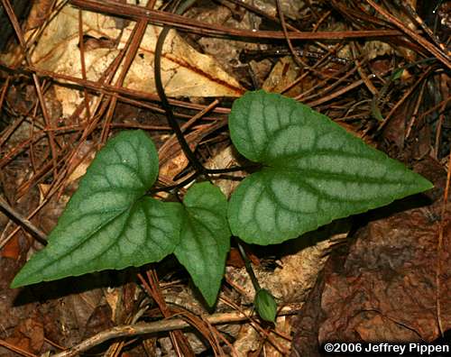 Halberdleaf Violet, Spearleaf Violet (Viola hastata)