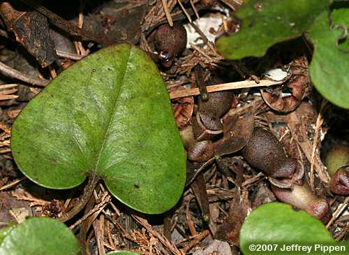 Littlebrownjug, Arrowleaf Heartleaf (Hexastylis arifolia)