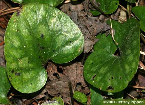 Littlebrownjug, Arrowleaf Heartleaf (Hexastylis arifolia)