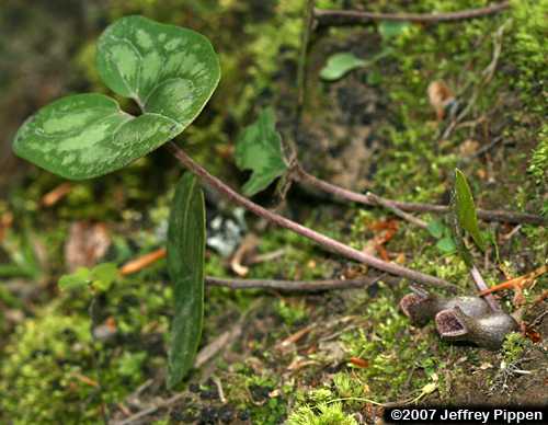 Littlebrownjug, Arrowleaf Heartleaf (Hexastylis arifolia)