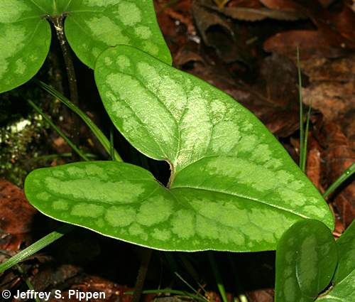 Littlebrownjug, Arrowleaf Heartleaf (Hexastylis arifolia)