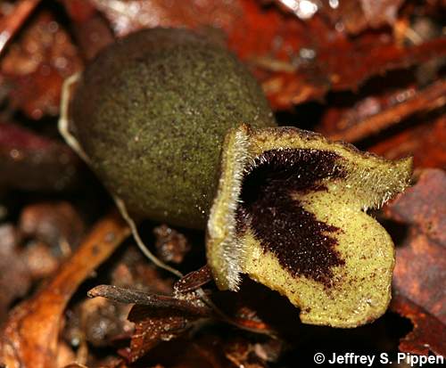 Littlebrownjug, Arrowleaf Heartleaf (Hexastylis arifolia)