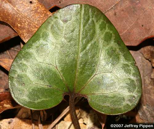 Lewis's Heartleaf (Hexastylis lewisii)