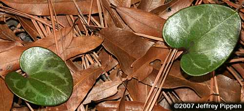 Lewis's Heartleaf (Hexastylis lewisii)